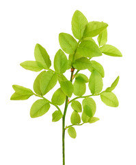 Vaccinium myrtillus branch