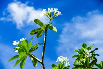 Crédence de cuisine en verre imprimé Frangipanier Blossom white frangipani with blue sky