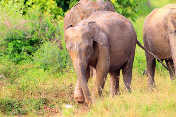 Fototapeta premium Asian elephant (Elephas maximus) in Udawalawe National Park