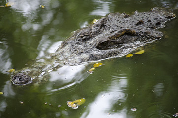 crocodile