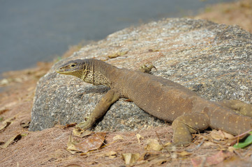 Lizard auf Lizard Island