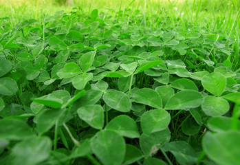 Obraz premium Green grass clover