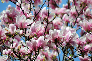 Magnolia tree blossom