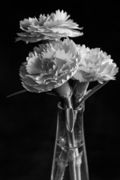 Fiori recisi