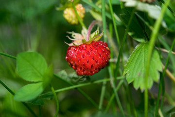 single strawberry