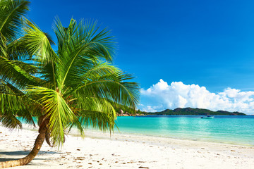 Obraz na płótnie Canvas Beautiful beach with palm tree at Seychelles