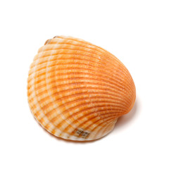Seashell isolated on white background