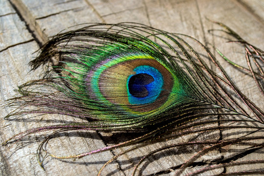 gorgeous peacock feathers, beautiful colors, rainbow