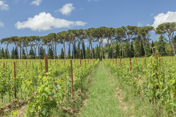 Weinreben, Schirmpinien und Zypressen, Kulturlandschaft, Montepulciano, Toskana