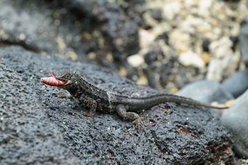 Galapagos Lava Lizard (Microlophus albemarlensis)