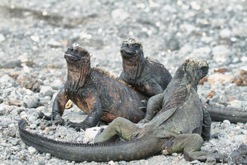 Galapagos Marine Iguana resting on rocks