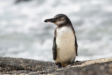 Galapagos Penguin, Galapagos Islands, Ecuador