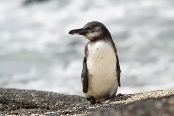 Badezimmer Foto Rückwand Südamerika Galapagos Penguin, Galapagos Islands, Ecuador