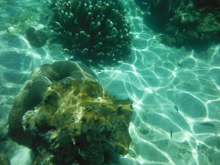 barriera corallina con pesci del madagascar