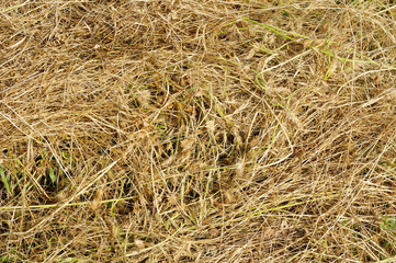 Yellow clippings grass