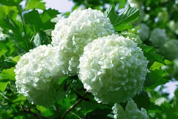 Rolgordijnen Balls of white hydrangea flowers © smiltena