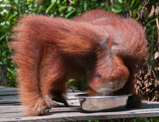 Female orangutan drinking milk