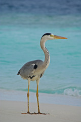 Graureiher am Maledivenstrand