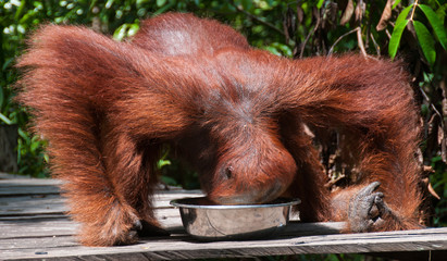 Female orangutan drinking milk © Vitya