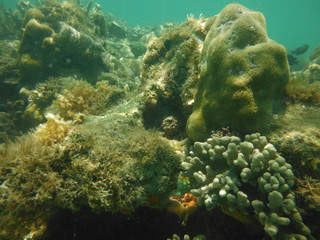 Naklejka na ściany i meble barriera corallina con pesci del madagascar