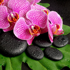 Obraz na płótnie Canvas Beautiful spa concept of zen stones with drops, blooming twig of