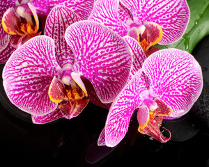 Fototapeta na wymiar Beautiful spa still life of blooming twig stripped violet orchid