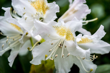 macro white flowers of rhododendron, white as snow