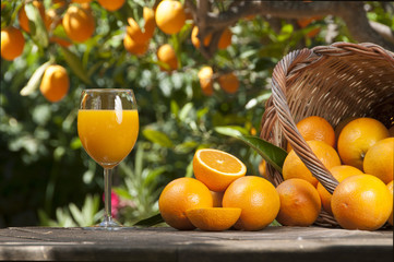 Orange juice with oranges around under tree