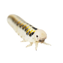 Caterpillar isolated on white background