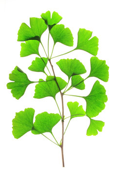 Ginkgo biloba