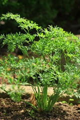 Bergkümmel Laserpitium siler