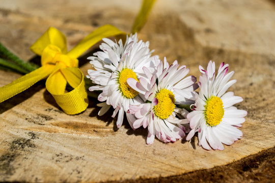 daisies with yellow ribbon, ribbon, lots of flowers