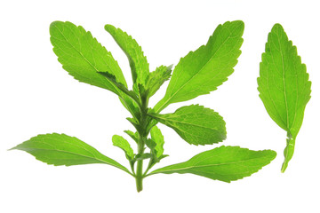 Stevia rebaudiana