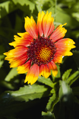 Kokardenblume