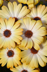 Beautiful yellow osteospermum flowers