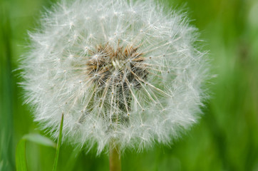 Obraz premium Macro picture of dandelion clock (Taraxacum officinale)