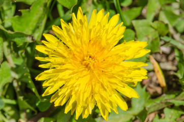 Macro picture of dandelion (Taraxacum officinale)