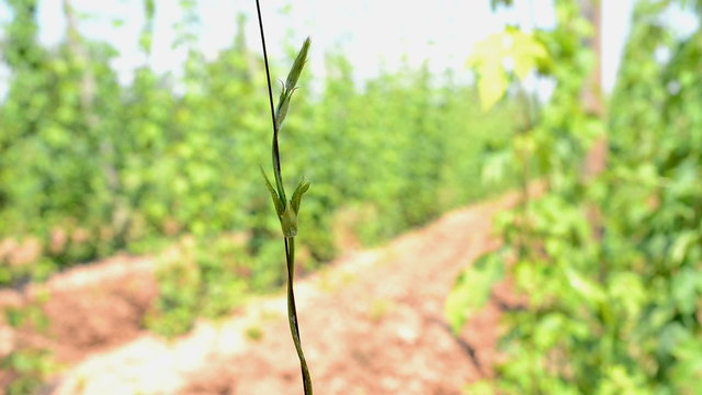 hop garden, locked  down
