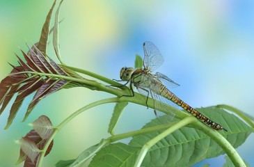 Aeshna affinis (female)