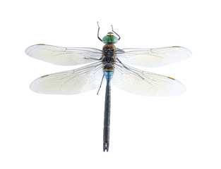 Anax parthenope (male)