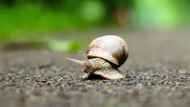 Snail on green foliage background 