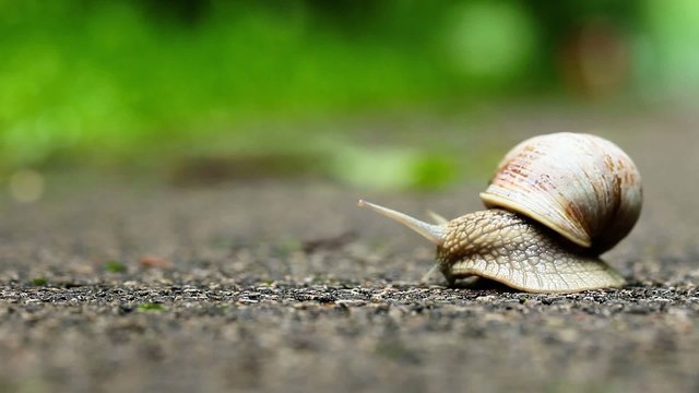 Snail on green foliage background 