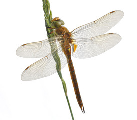 Aeshna isoceles (male)