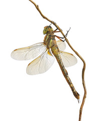 Aeshna isoceles (male)