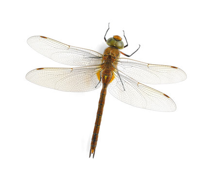 Aeshna isoceles (male)