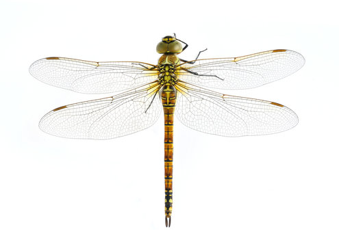 Dragonfly Aeshna affinis (female)