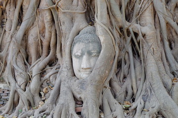 Buddha head in tree