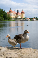 Schloss Moritzburg, Sachsen, Deutschland © U. Gernhoefer