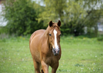 Obraz na płótnie Canvas Horse in meadow. Summer day