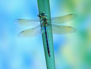 Anax imperator (female) Blue Emperor